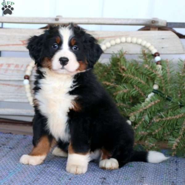 Colton, Bernedoodle Puppy