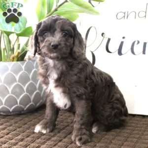 Merle cockapoo clearance for sale