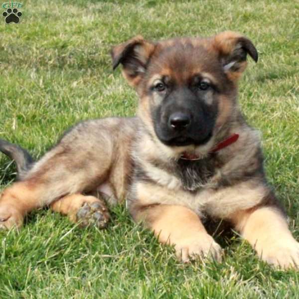 Cooper, German Shepherd Puppy