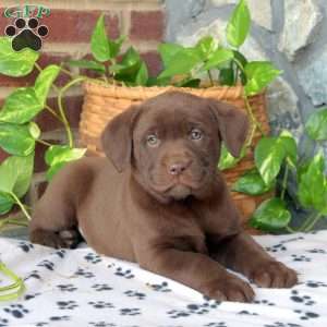 Chocolate clearance lab cost