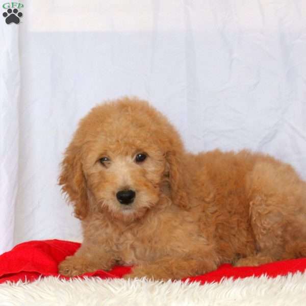 Cooper, Goldendoodle Puppy