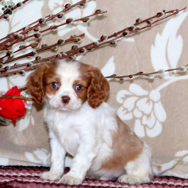 Cooper, Cavalier King Charles Spaniel Puppy