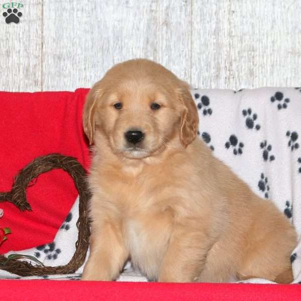 Cora, Golden Retriever Puppy