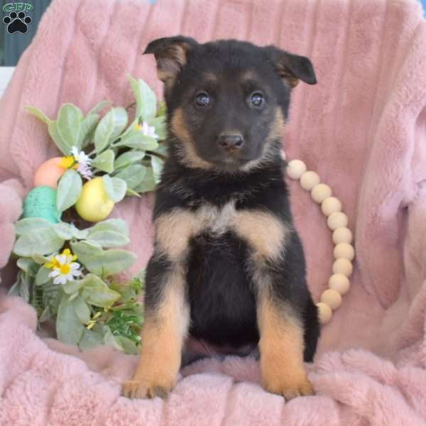 Cora, German Shepherd Puppy