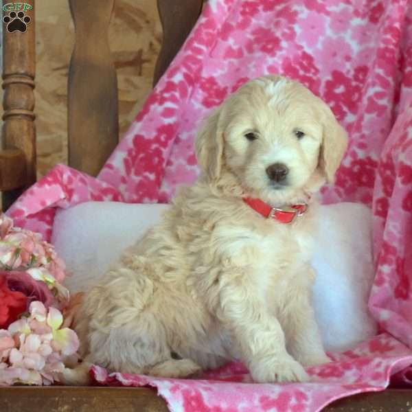 Crystal, Mini Goldendoodle Puppy