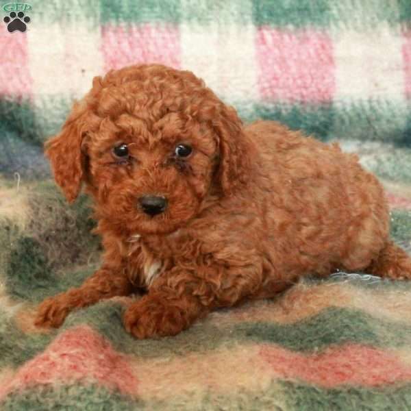 Cupid, Toy Poodle Puppy