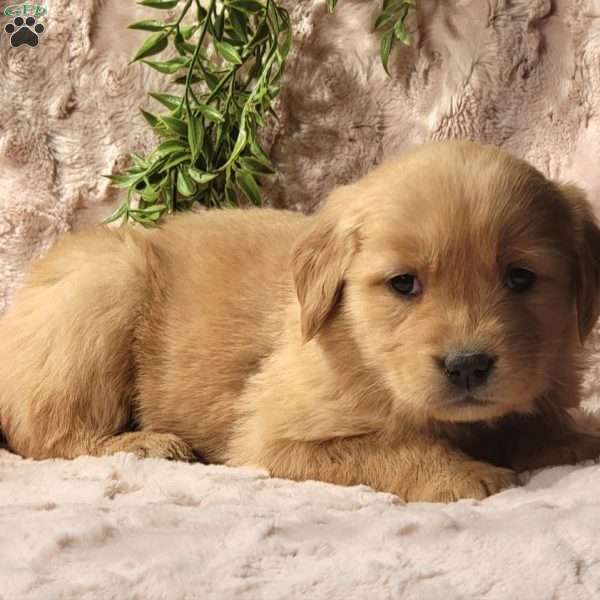 Raina, Golden Retriever Puppy