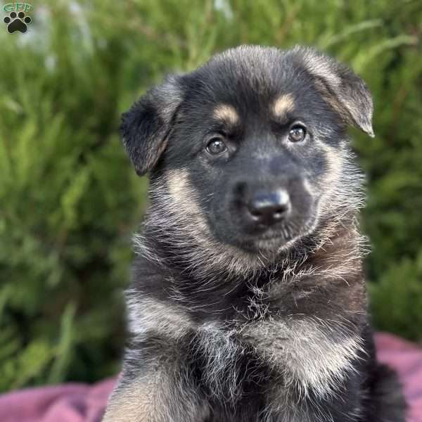 Nova, German Shepherd Puppy