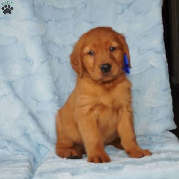 Jasper, Golden Retriever Puppy