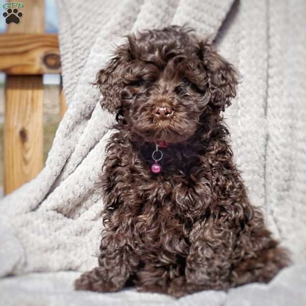 Charolette, Portuguese Water Dog Puppy