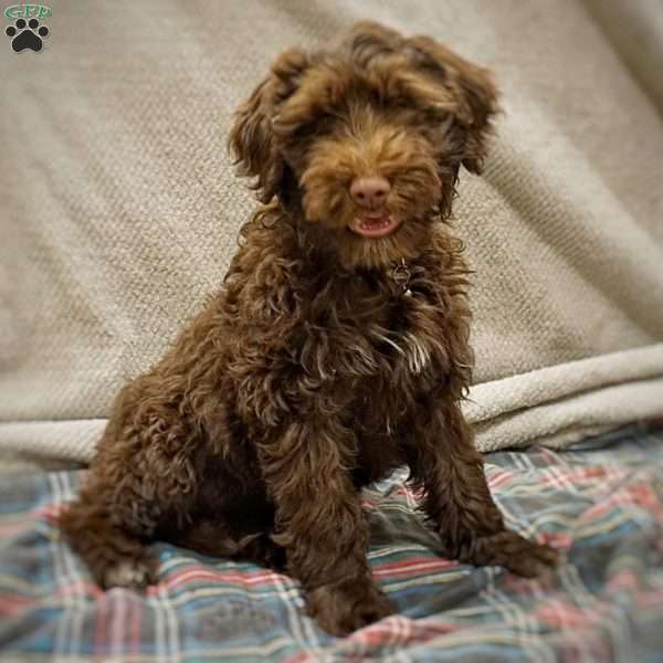 George, Portuguese Water Dog Puppy