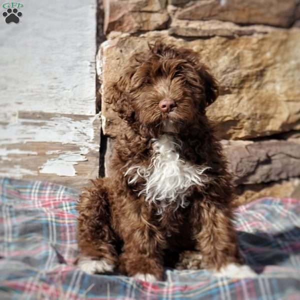 Pansy, Portuguese Water Dog Puppy