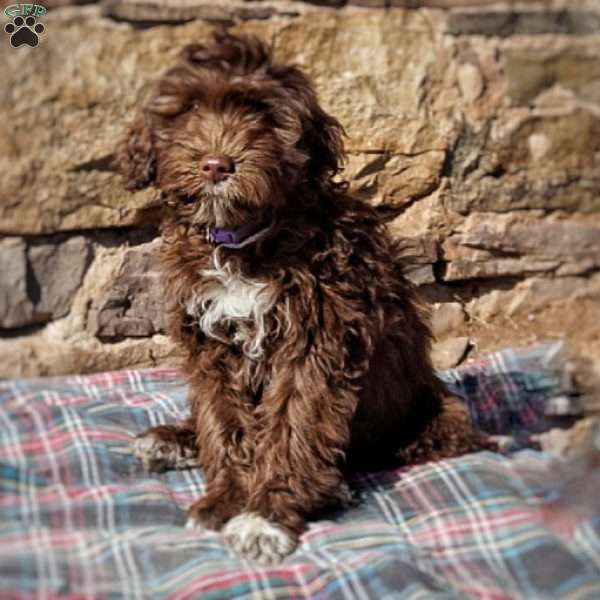 Lilac, Portuguese Water Dog Puppy