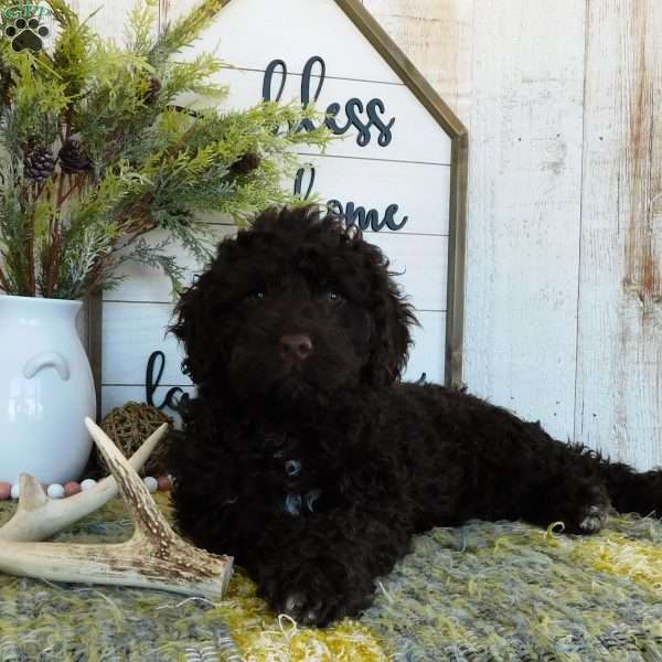 Abby, Portuguese Water Dog Puppy