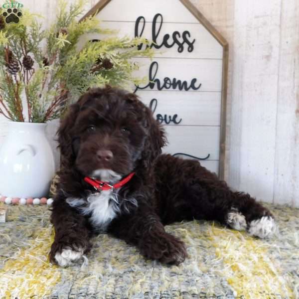 Shelly, Portuguese Water Dog Puppy