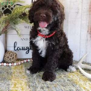Shelly, Portuguese Water Dog Puppy