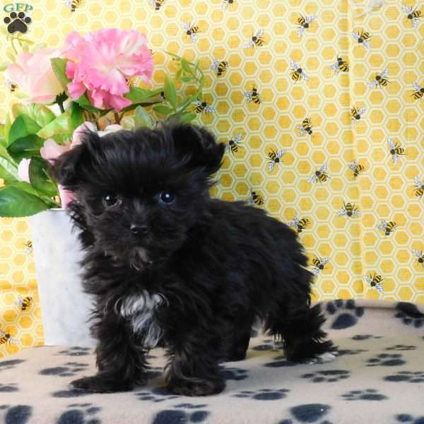 Lacey, Yorkie Poo Puppy
