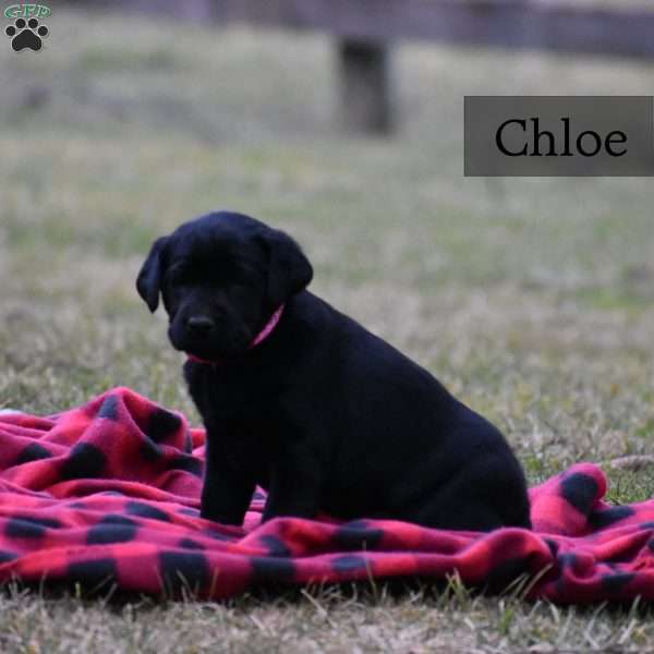 Chloe, Black Labrador Retriever Puppy