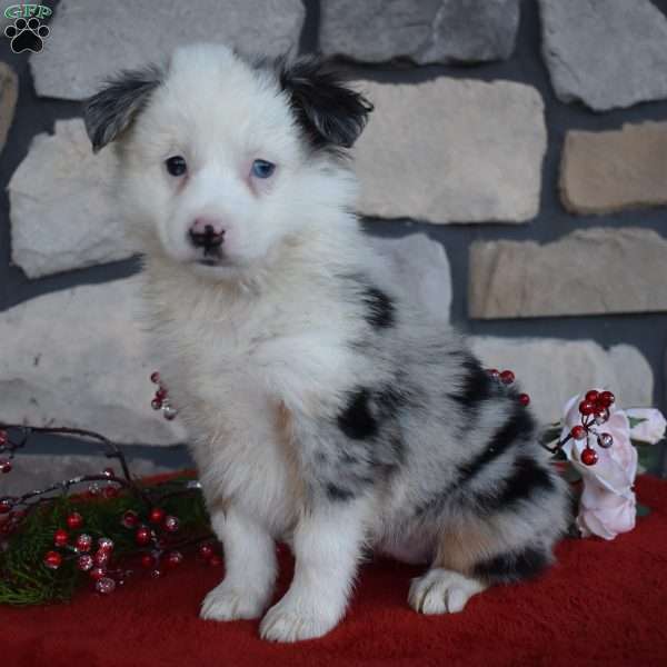 Carly, Miniature Australian Shepherd Puppy