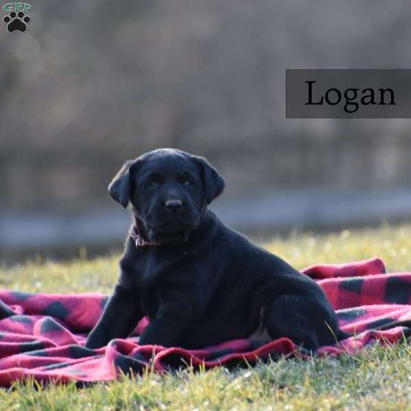 Logan, Black Labrador Retriever Puppy