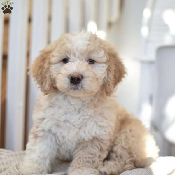 Teddy, Mini Goldendoodle Puppy