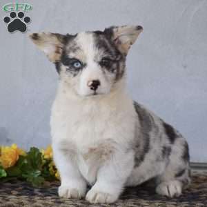 Merle corgi hotsell puppies for sale