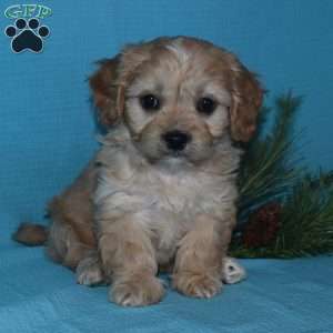 Cavachon sales greenfield puppies