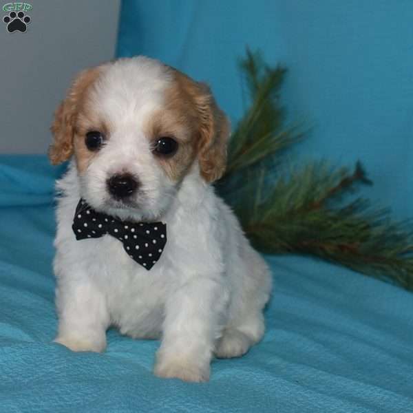 Rocky, Cavachon Puppy