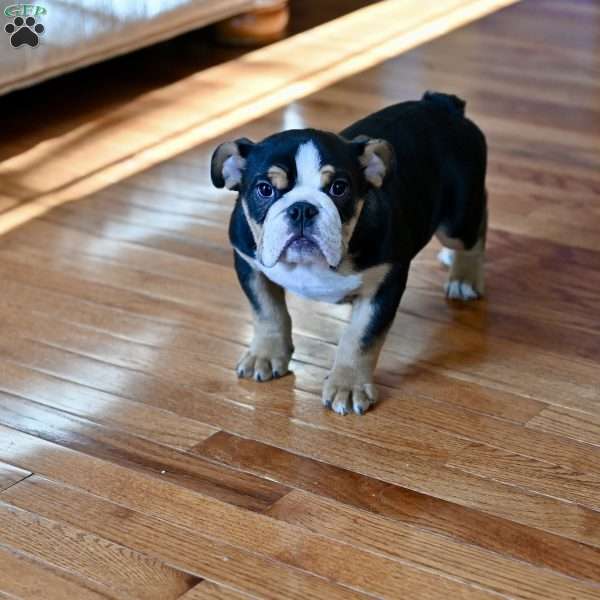 Bruno, English Bulldog Puppy