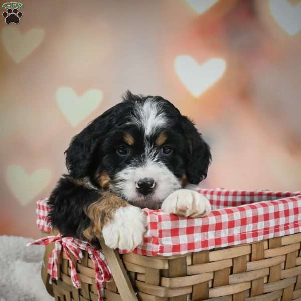 Clifford, Mini Bernedoodle Puppy