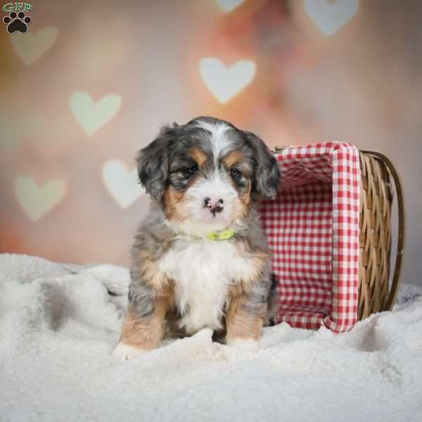 Roxy, Mini Bernedoodle Puppy