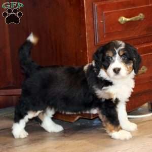 Greenfield best sale mini bernedoodle