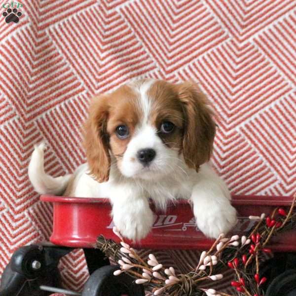 Daisy, Cavalier King Charles Spaniel Puppy