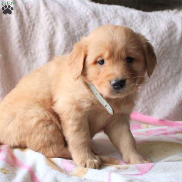 Daisy, Golden Retriever Puppy