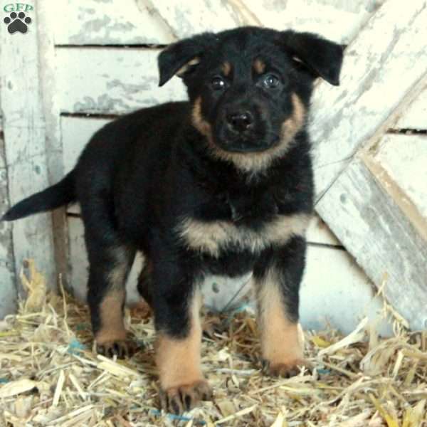 Dalton, German Shepherd Puppy