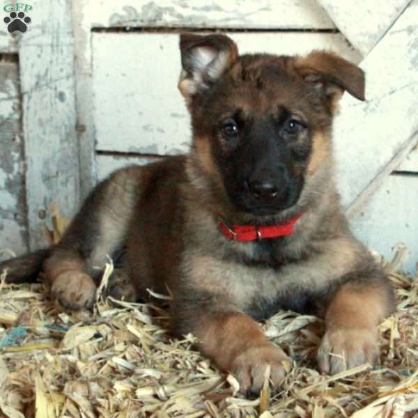 Dana, German Shepherd Puppy