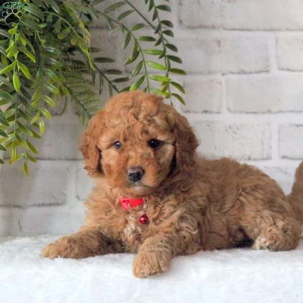 Darby, Mini Goldendoodle Puppy