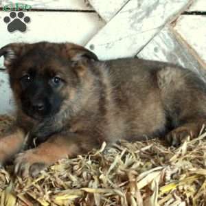 Darla, German Shepherd Puppy