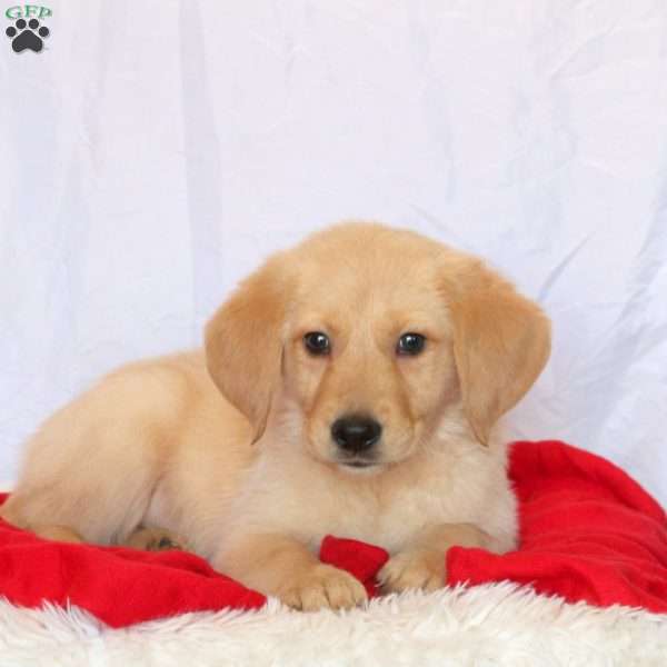 Darwin, Golden Labrador Puppy