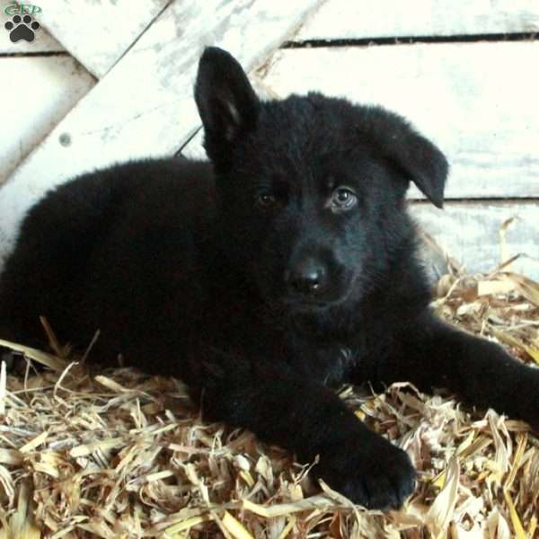 Daryl, German Shepherd Puppy