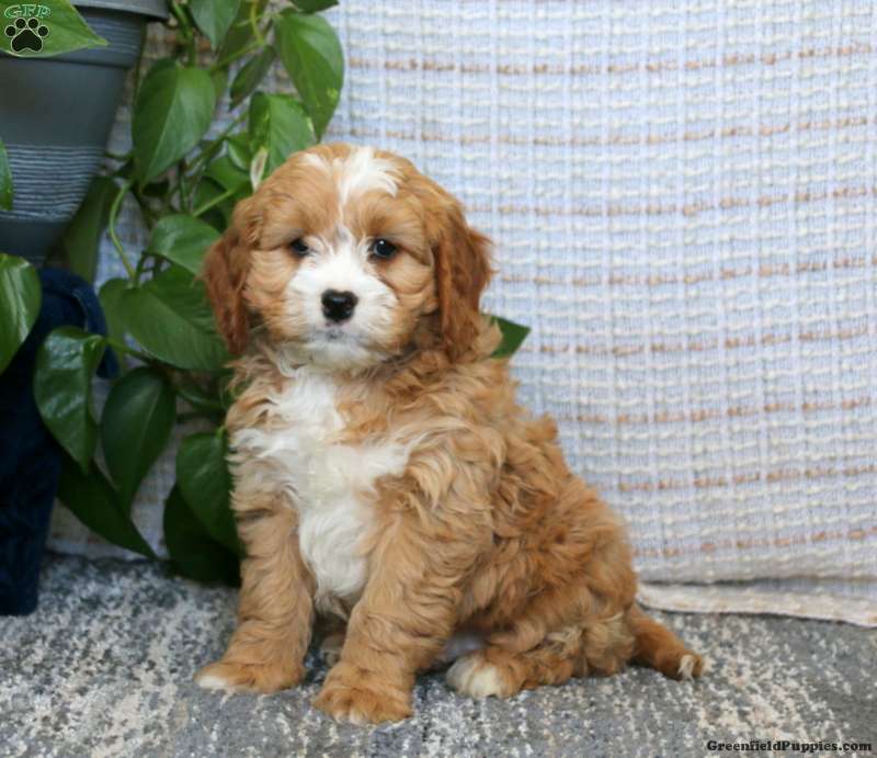 Davey - Cavapoo Puppy For Sale in Pennsylvania