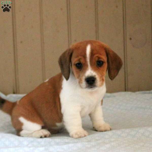 Dawson, Beagle Mix Puppy