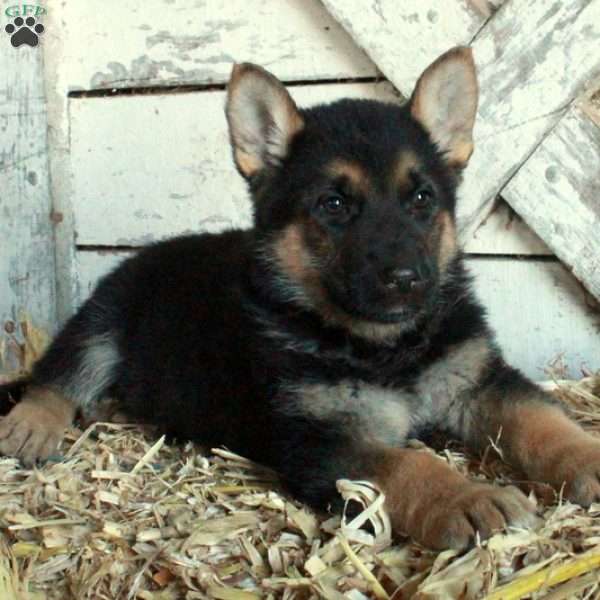 Dax, German Shepherd Puppy