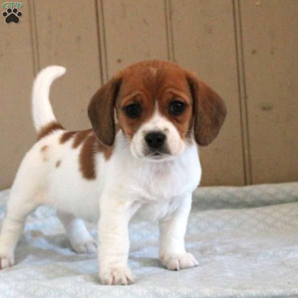 Delaney, Beagle Mix Puppy