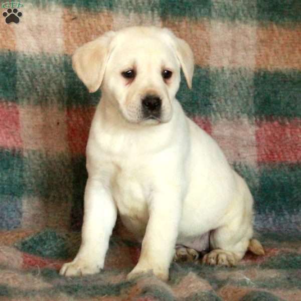 Desi, Yellow Labrador Retriever Puppy