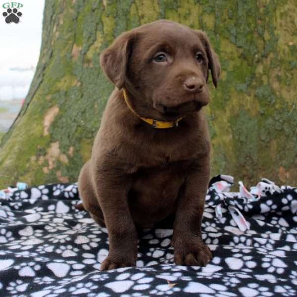 Devan, Chocolate Labrador Retriever Puppy