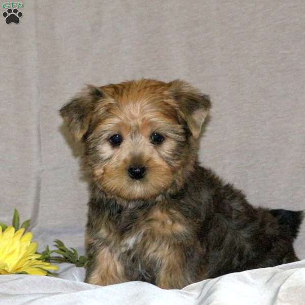 Dewey, Yorkie Puppy