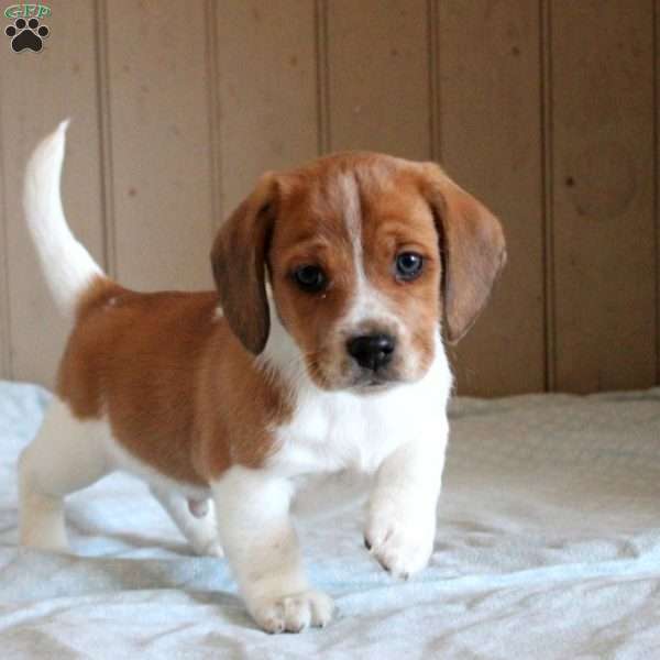 Dexter, Beagle Mix Puppy