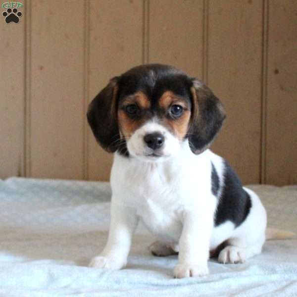 Dezi, Beagle Mix Puppy