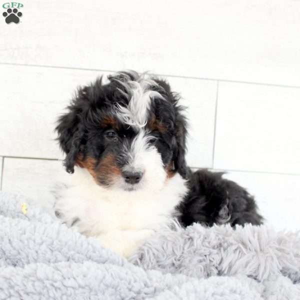 Diego, Mini Bernedoodle Puppy